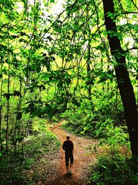 Rear view of person walking in forest