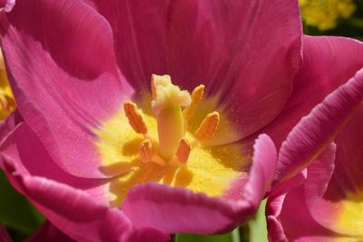 Close-up of pink flower