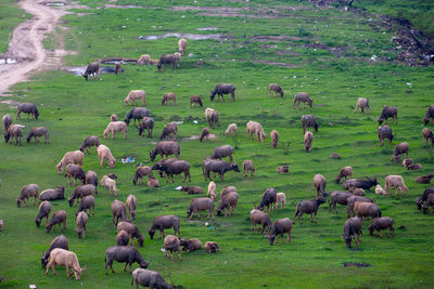 Flock of sheep grazing in field