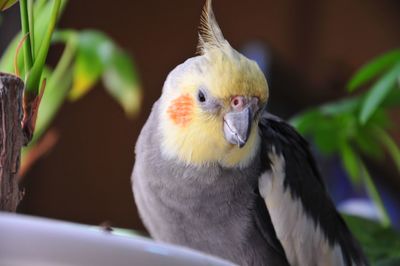 Close-up of a bird looking away