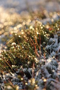 Close-up of grass growing on tree