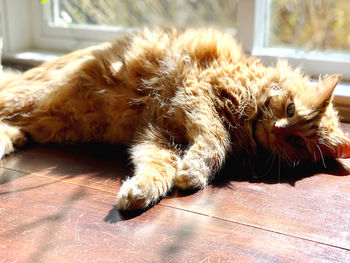 Cat lying on floor at home