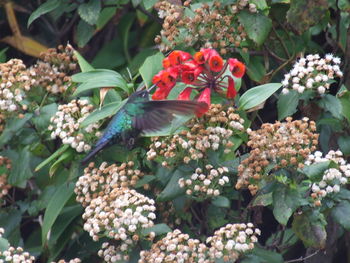 Close-up of butterfly on flowering plant