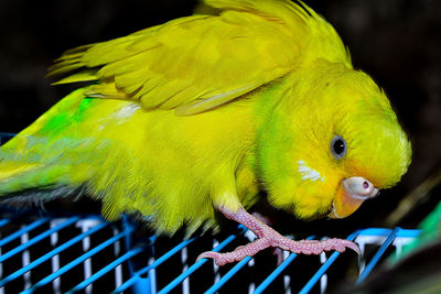 Close-up of parrot perching on metal
