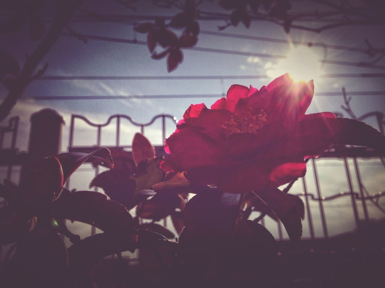 flower, sunlight, indoors, lifestyles, pink color, leisure activity, shadow, petal, person, silhouette, lens flare, fragility, men, close-up, day, sunbeam, nature