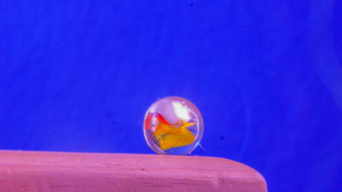 Close-up of jellyfish swimming in blue water