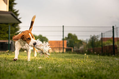 Dog running in field