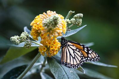 Close-up of butterfly pollinating on flower