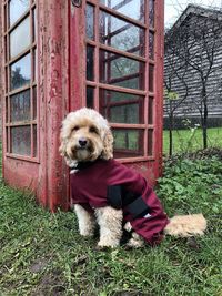 Dog sitting on field