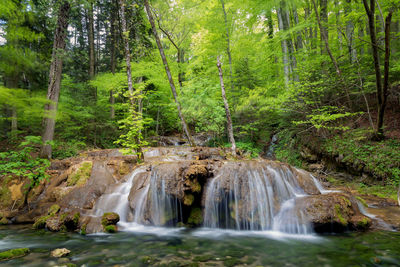 Scenic view of waterfall in forest