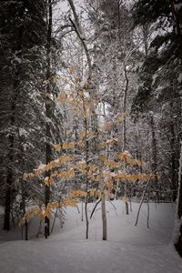 Bare trees in forest during winter