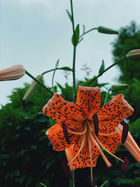 Close-up of butterfly on plant