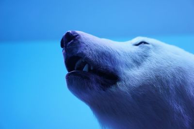 Close-up of polar bear against blue background