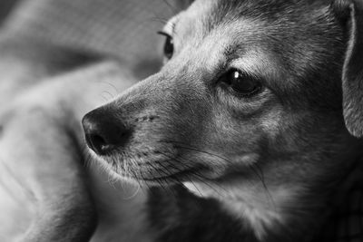 Close-up of dog looking away