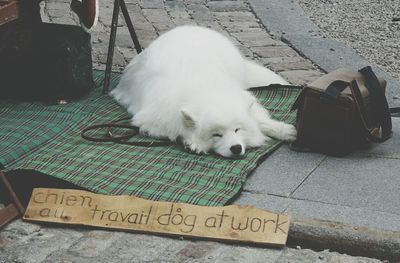 Close-up of dog with text