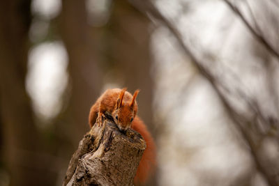 Close-up of squirrel on wood