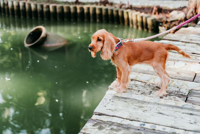 Full length of dog on pier