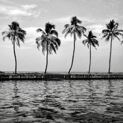 Palm trees by swimming pool against sky