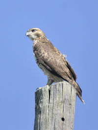 Low angle view of owl perching on tree against clear sky