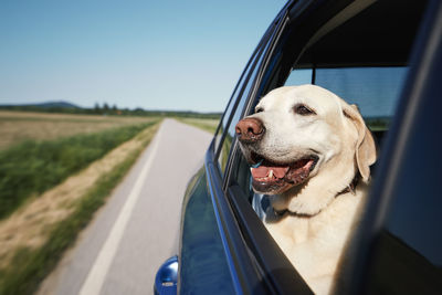 Happy dog looking out of car window. cute labradaror retriever enjoying road trip.