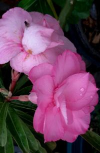 Close-up of pink flower