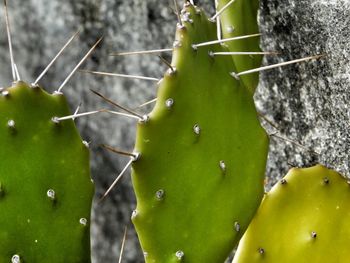 Close-up of snake on tree branch