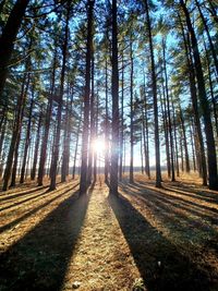 Road amidst trees in forest