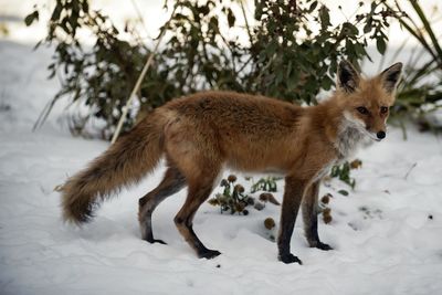 Full length of a red fox on snow covered field