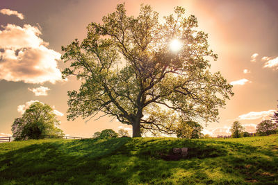 Tree on field against sky during sunset