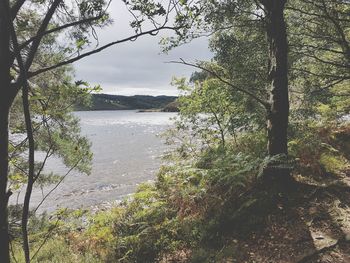Scenic view of river in forest against sky