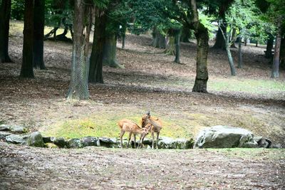 Deer in a field