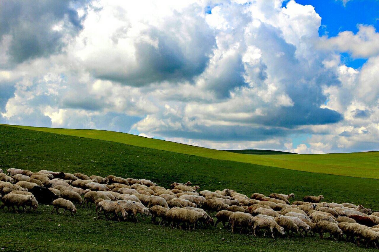 grass, sky, field, landscape, green color, grassy, tranquil scene, cloud - sky, tranquility, scenics, rural scene, beauty in nature, nature, cloudy, agriculture, cloud, farm, horizon over land, pasture, green