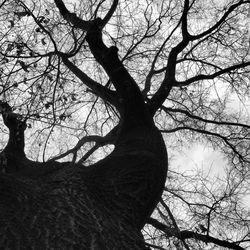 Low angle view of tree against sky