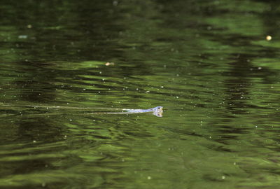 Close-up of duck swimming in lake