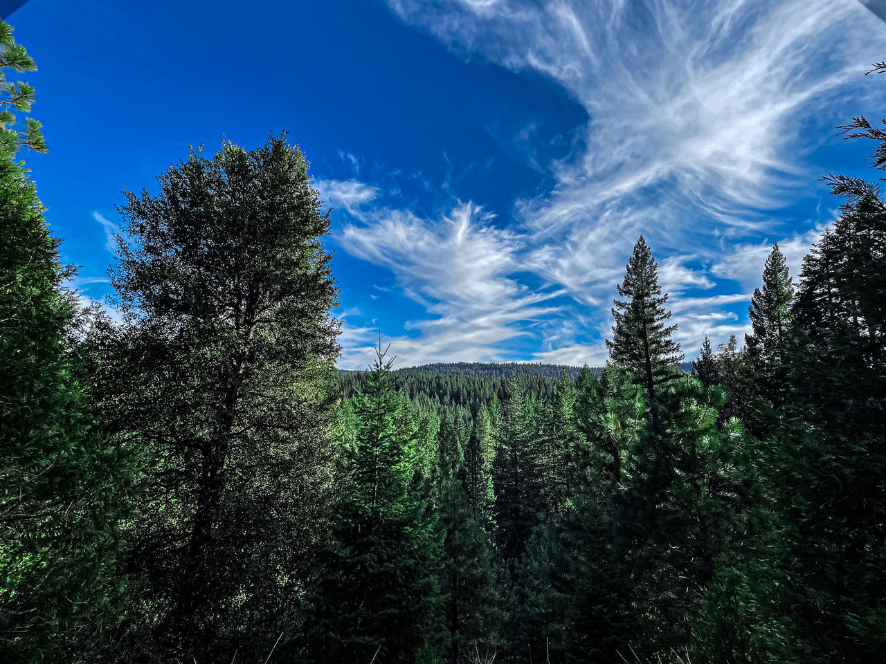 tree, plant, sky, nature, forest, mountain, beauty in nature, cloud, growth, blue, scenics - nature, wilderness, land, natural environment, pine tree, coniferous tree, no people, pinaceae, sunlight, environment, tranquility, green, pine woodland, tranquil scene, landscape, non-urban scene, low angle view, outdoors, day, mountain range, woodland, reflection, grass