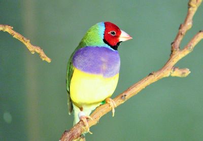 Close-up of gouldian finch perching on stem