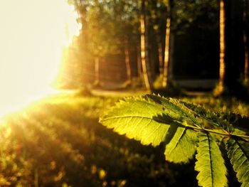 Close-up of fresh green leaves