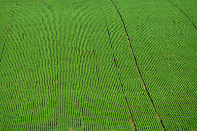 Full frame shot of soya bean field