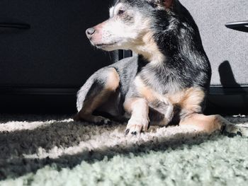 Dog sitting on rug at home