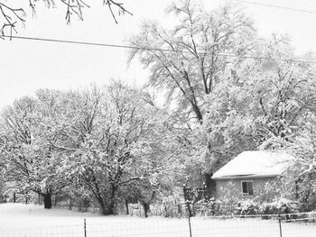 Bare trees on snow covered field