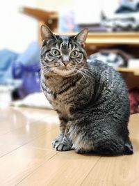 Portrait of a cat sitting on wooden floor