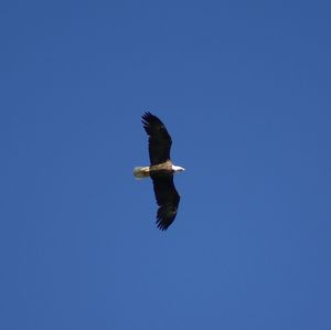 Low angle view of eagle flying against clear blue sky