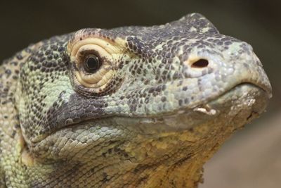 Close-up of lizard