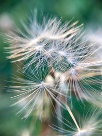 Close-up of dandelion on plant