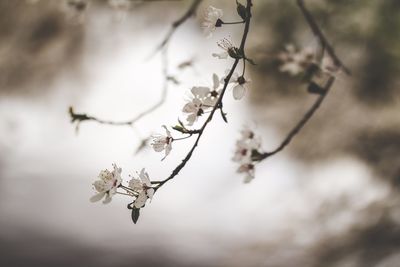 Close-up of flower on tree