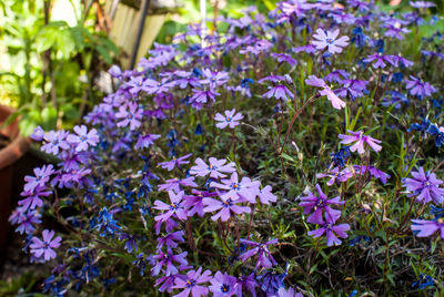 Close-up of purple flowers blooming outdoors