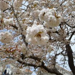 Low angle view of cherry blossom tree