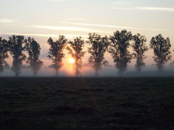 Sun shining through trees on field