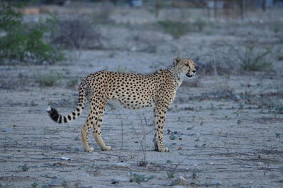 Cheetah on field