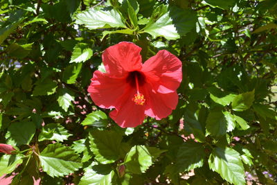 Close-up of red hibiscus blooming outdoors